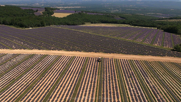 Vue aérienne champs de lavandes - Largarde d'Apt