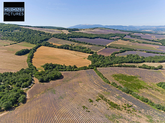 Lavandes vue aérienne par drone © Drone-Pictures