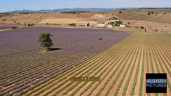 Récolte de la lavande, vue aérienne par drone © Drone-Pictures