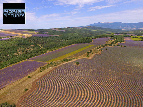 Champs de lavandes à Lagarde d'Apt © Drone-Pictures-DJI_0032