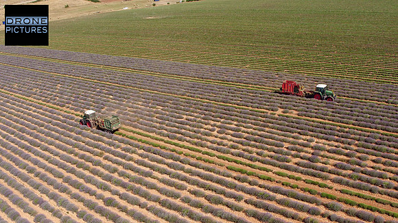 Tracteurs récoltants la lavande, vue aérienne par drone © Drone-Pictures