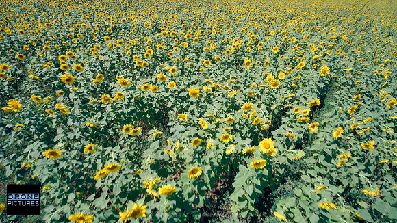 Survol par drone des tournesols en fleur le 16 juillet à Pierrerue Sault Vaucluse-Prise de vue par drone © Drone-Pictures