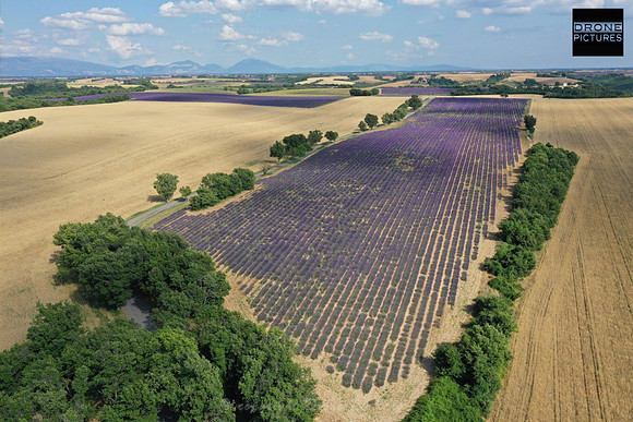 Vue aérienne des Champs de Lavandes en fleurl e 1er juillet vers Sault Vaucluse-DJI_0071 - Prise de vue par drone © Drone-Pictures