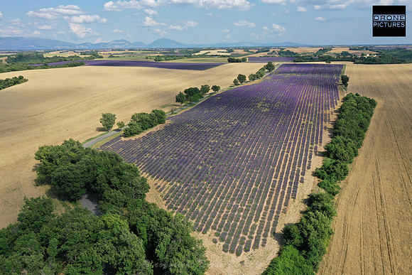 Vue aérienne des Champs de Lavandes en fleurl e 1er juillet vers Sault Vaucluse-DJI_0071 - Prise de vue par drone © Drone-Pictures
