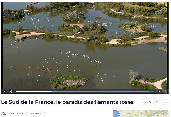 Clip  Flamants roses en Camargue