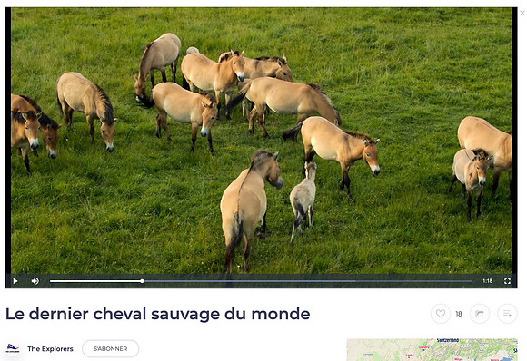 Clip Cheval de Przewalski  - Monts d'Azur - Thorenc Andon - Aples-Maritimes