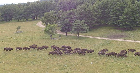 Prise de vue drone des Bisons d'Europe à la réserve des Monts d'Azur à Andon, Alpes-Maritimes, pour The Explorers © Drone-Pictures